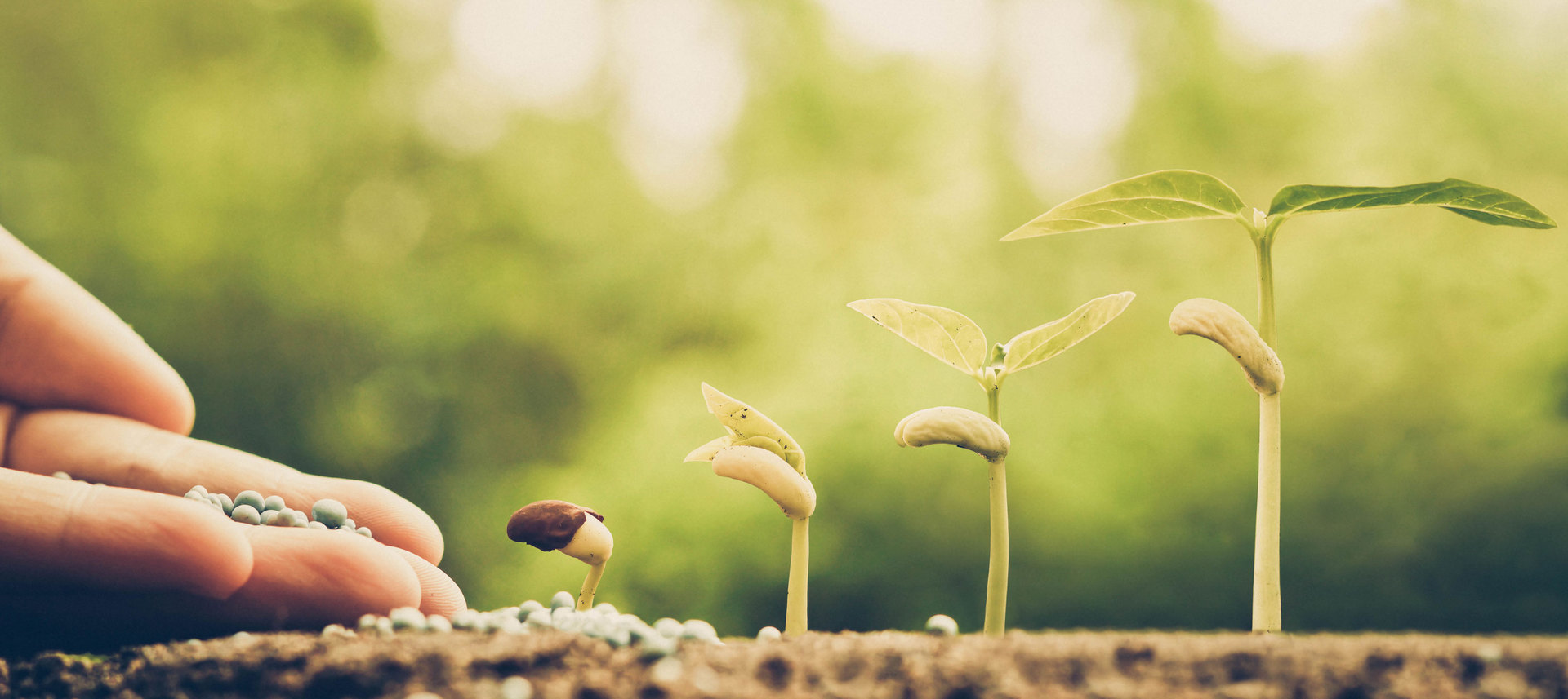 handnurturingyoungbabyplantsgrowingingerminationsequenceonfertilesoilwithnaturalgreenbackground.jpg